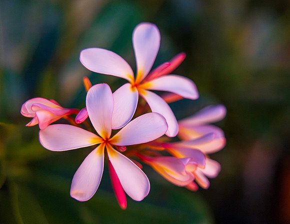 Tropical Delight
